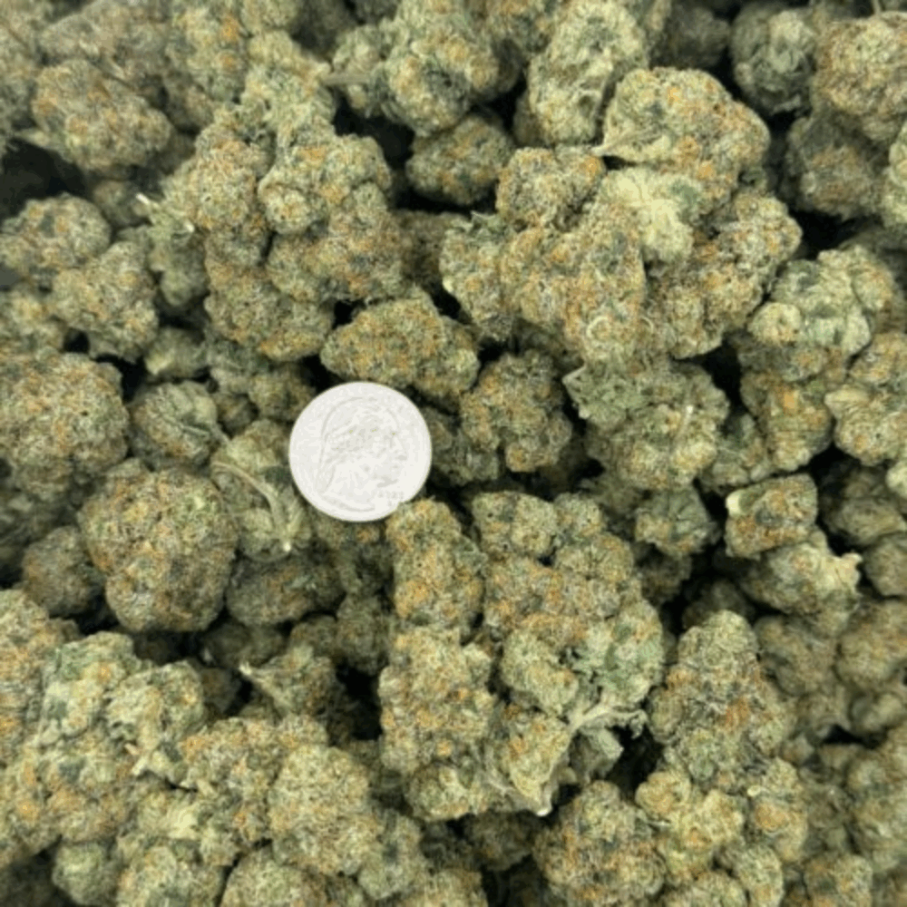 Amniesa Coast Strain