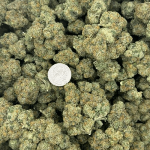 Amniesa Coast Strain