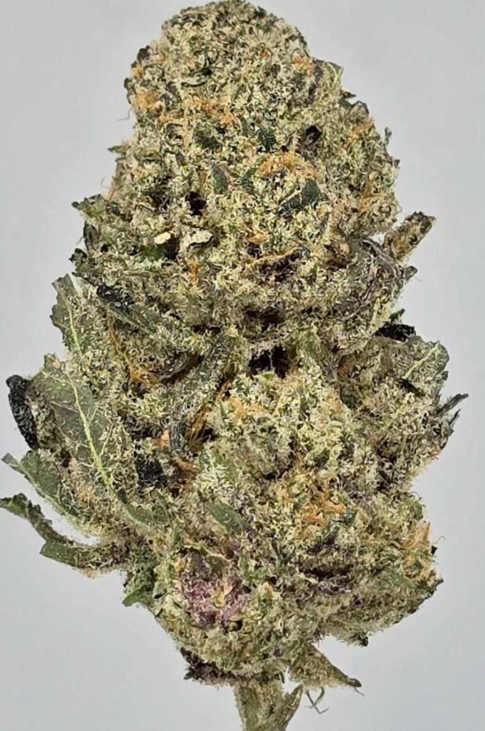 Mango Sherbert Strain​