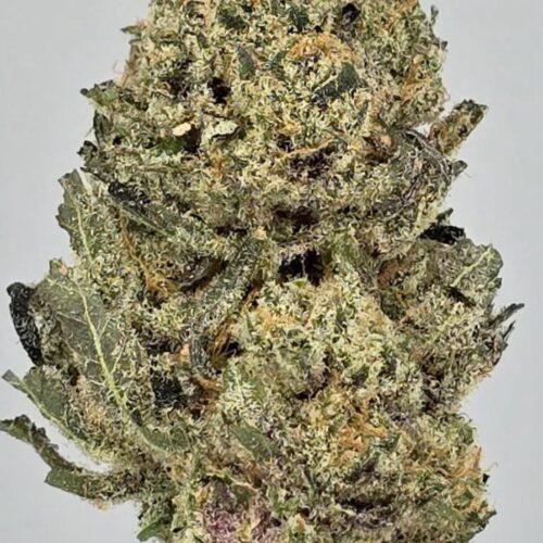 Mango Sherbert Strain​