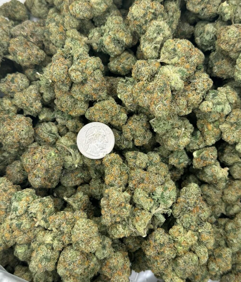Amniesa Coast Strain