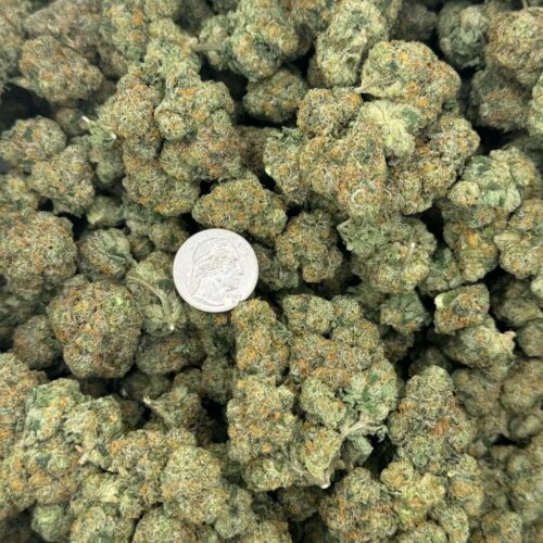 Amniesa Coast Strain